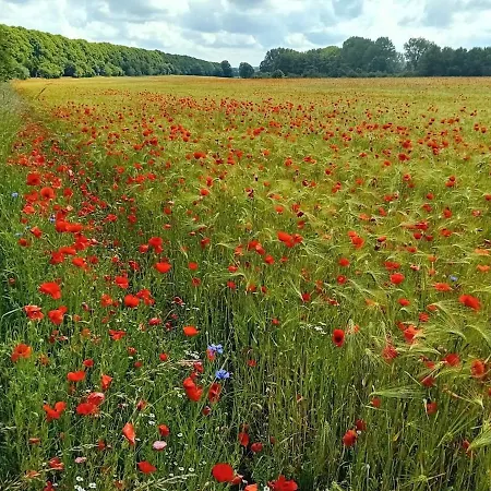 Neu Pfarrhof In Ostseenähe