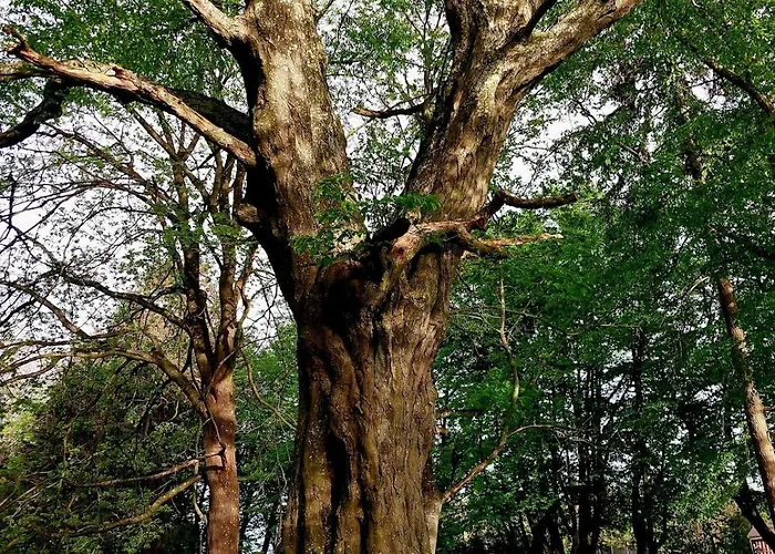 Appartement Neu Pfarrhof In Ostseenaehe